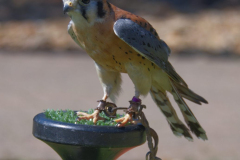 AmericanKestrel-scaled