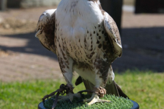 Lanner Falcon