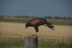 HarrisHawk2-scaled