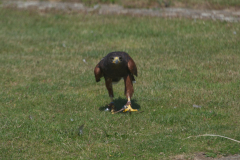 Harris Hawk