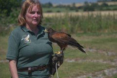 Harris Hawk