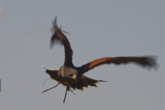 Harris Hawk