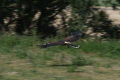 Harris Hawk