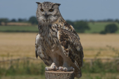 Long Eared Owl