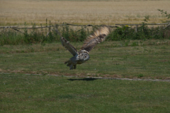 Short Eared Owl