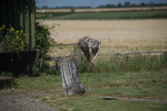 Short Eared Owl