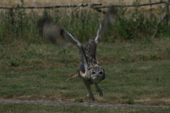 Short Eared Owl