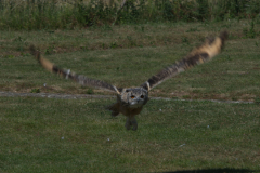 Long Eared Owl